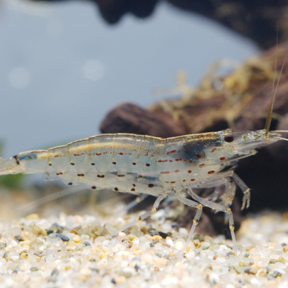 Caridina japonica