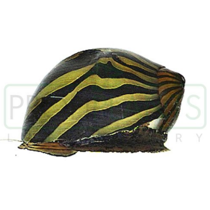 Neritina zebra