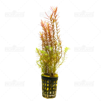Rotala rotundifolia 'Orange Juice'