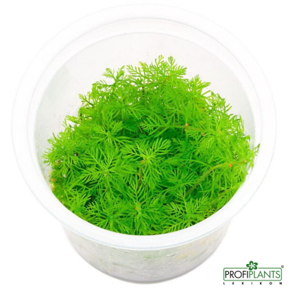 Myriophyllum 'Guyana' - in vitro
