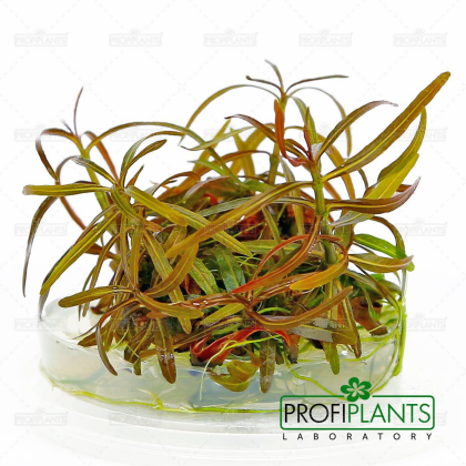 Hygrophila sp. 'Araguaia' - in vitro