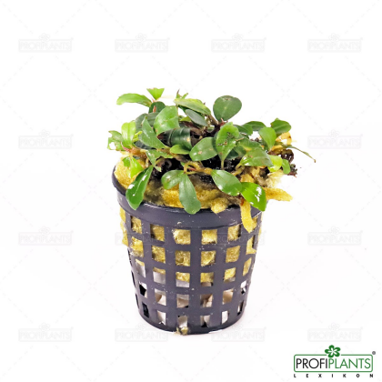 Bucephalandra sp. 'Lamandau Super Mini'