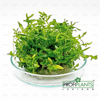 Limnophila aromatica "Mini" - in vitro