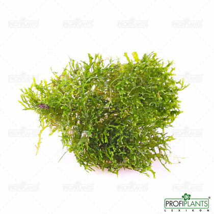 Riccardia chamedryfolia - in vitro