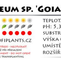 Eriocaulon cinereum sp. 'Goias' - in vitro