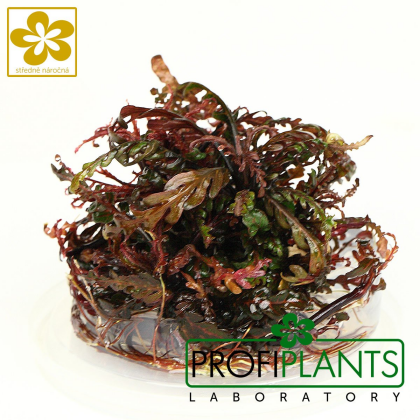 Hygrophila pinnatifida - in vitro