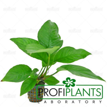 Anubias heterophylla