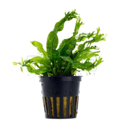 Microsorum pteropus 'Windelov' - košíček