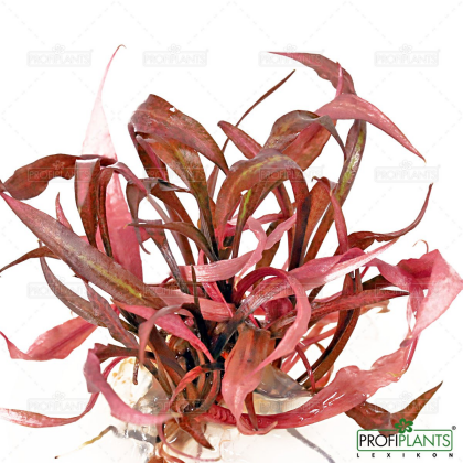 Cryptocoryne spiralis 'Tiger' - in vitro
