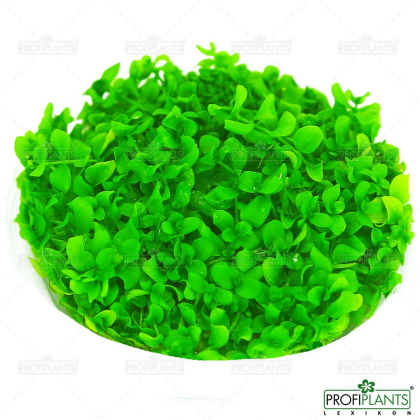 Micranthemum 'Monte Carlo' - in vitro