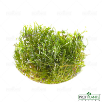 Riccardia chamedryfolia - in vitro