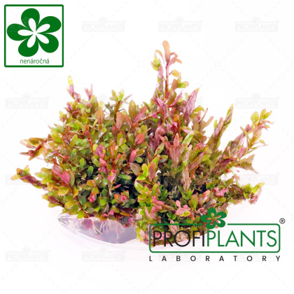 Rotala sp.'Colorata' - in vitro