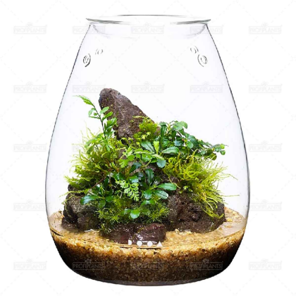 ADA DOOA Glass Pot SHIZUKU