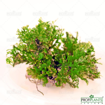 Bolbitis heteroclita 'Difformis' - in vitro