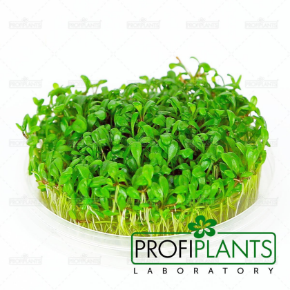 Glossostigma elatinoides - in vitro