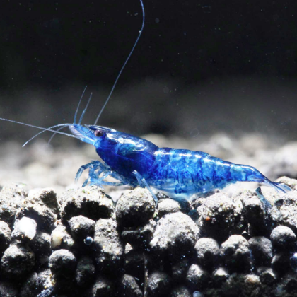 Neocaridina davidi var. Topaz Blue