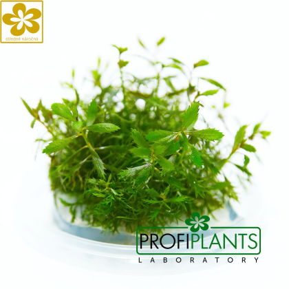 Proserpinaca palustris 'Cuba' - in vitro