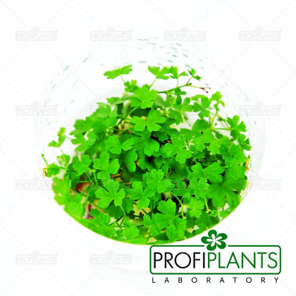 Hydrocotyle tripartita - in vitro