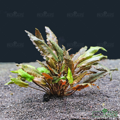 Cryptocoryne bullosa - košíček Holandsko