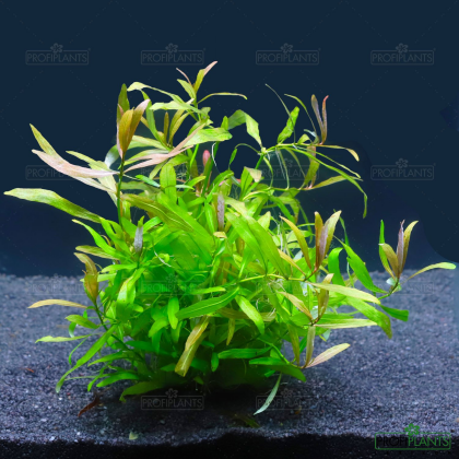 Hygrophila polysperma 'Sunset'