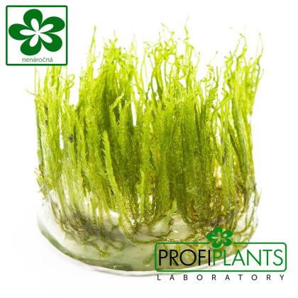 Taxiphyllum 'Spiky Moss' - in vitro