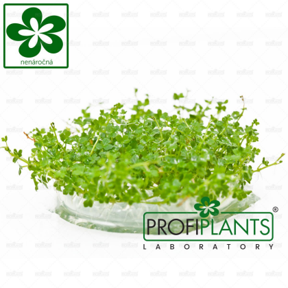 Hydrocotyle tripartita 'Mini' - in vitro