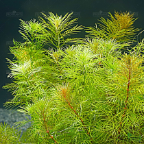 Myriophyllum mattogrossense - košíček