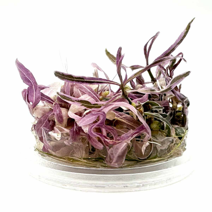 Hygrophila lancea 'Chai' - in vitro