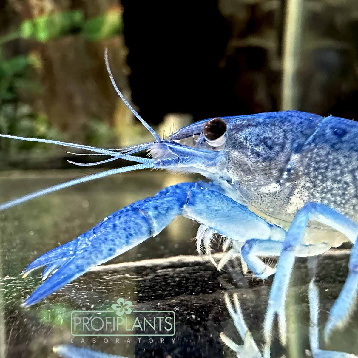 Rak modrý - Procambarus alleni blue | Profiplants.cz