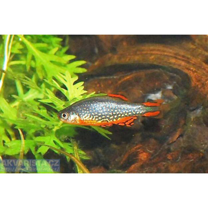 Danio margaritatus - danio perlové