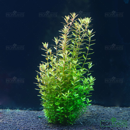 Rotala Rotundifolia - košíček