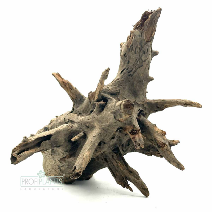 Kořen Corbo M 40-50 cm
