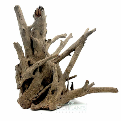 Kořen Corbo S 30-40 cm