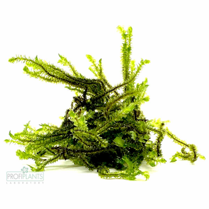 Distichophyllum Hookeriaceae sp. - rare moss
