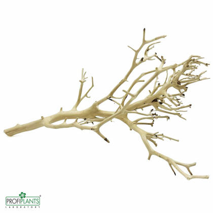 Korálová Bonsai S
