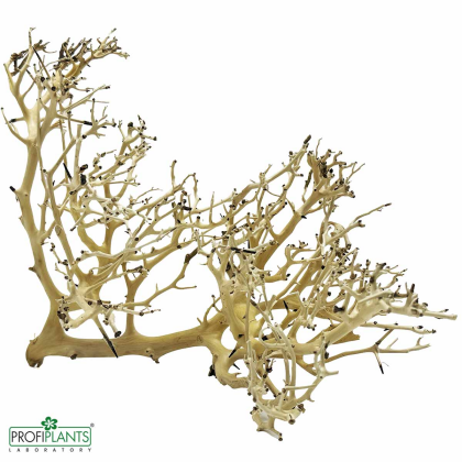 Korálová Bonsai M