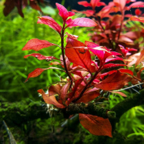 Ludwigia sp. 'Mini Super Red' - košíček