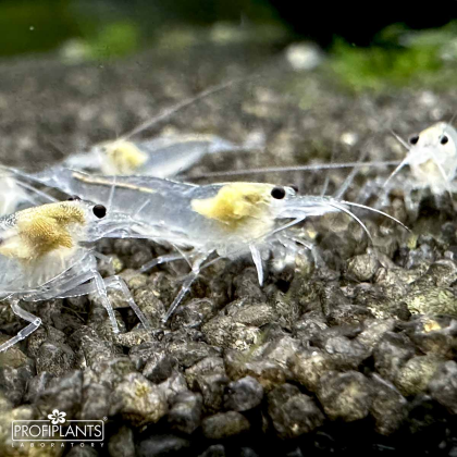 Caridina japonica White