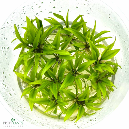 Cryptocoryne hudoroi - in vitro 10 cm