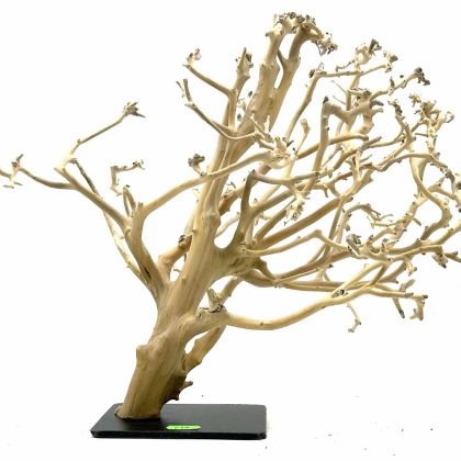Wood Bonsai M (ID 0504)