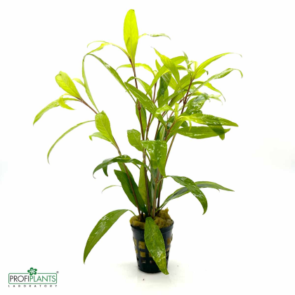 Hygrophila Siamensis