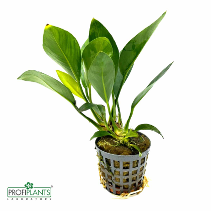 Anubias Congensis - košíček