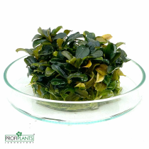 Bucephalandra sp. 'Theia Green' - in vitro