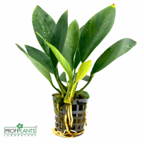 Anubias Congensis - košíček
