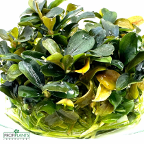 Bucephalandra sp. 'Theia Green' - in vitro