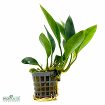 Anubias Congensis - košíček
