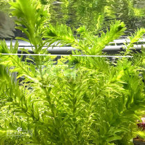 Egeria densa - v prstenci