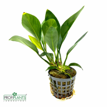 Anubias Congensis - košíček