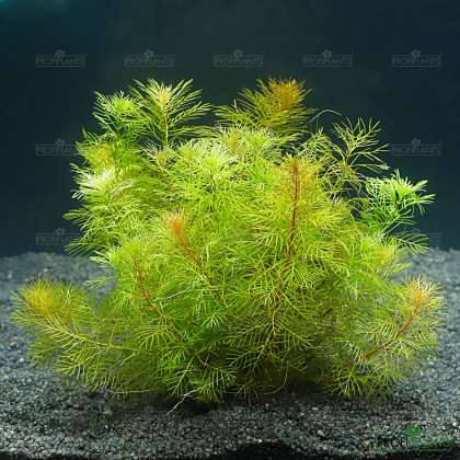 Myriophyllum mattogrossense - košíček