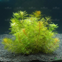 Myriophyllum mattogrossense - košíček